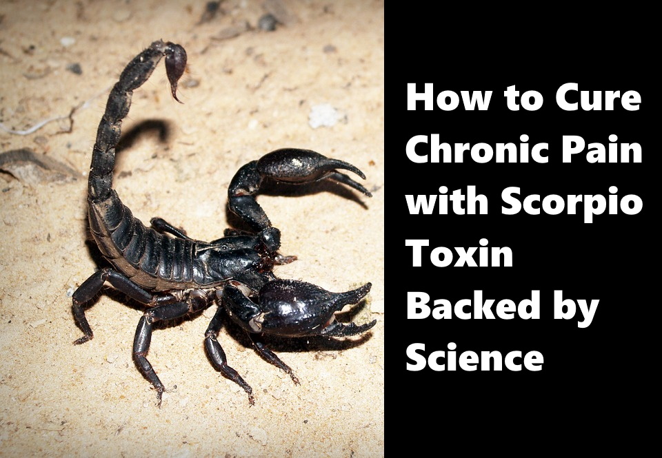 Curing Chronic Pain With Scorpion Toxin – New Science Behind It