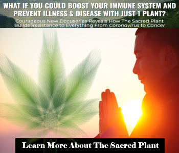The Sacred Plant cbd health benefits 350x300